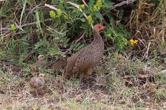 Swainsonfrankolin / Swainson's francolin or Swainson's spurfowl / Francolinus swainsonii..