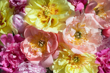 Bouquet of peonies flowers of different colorful color, closeup, sunlight.