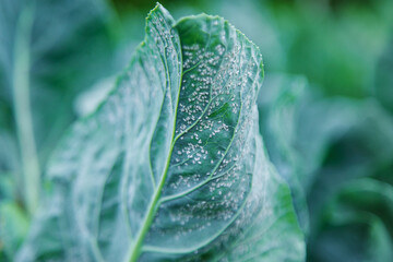 Whitefly is a pest on cabbage leaves in the garden. Selective focus.