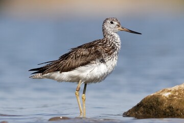 Greenshank