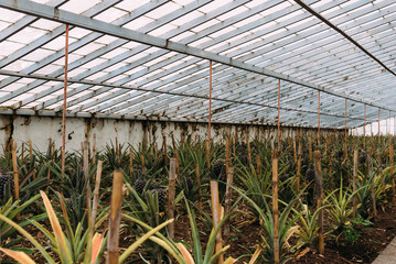 Pineapple plantation in a Greenhouse at Sao Miguel island of the Azores.. Portugal