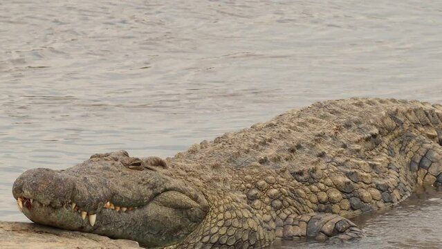Crocodile laying in the Water