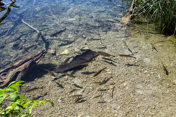 Crystal Clear Water Of Lake. Underwater Lake  Bottom. Underwater Trees And Branches. Water Fish. Beautiful Nature. Plitvice Lakes National Park.