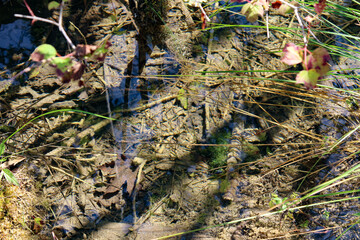 Crystal Clear Water Of Lake. Underwater Lake  Bottom. Underwater Trees And Branches. Water Fish. Beautiful Nature. Plitvice Lakes National Park.