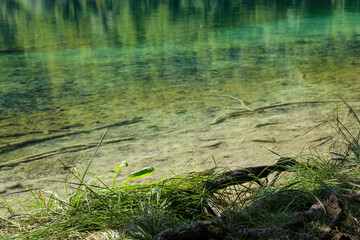 Crystal Clear Water Of Lake. Underwater Lake  Bottom. Underwater Trees And Branches. Water Fish. Beautiful Nature. Plitvice Lakes National Park.