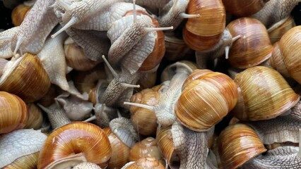 Many snails crawl for food on snail farm. 4K slow motion video clip
