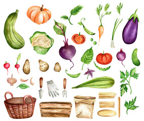 Large watercolor set of vegetables. Hand-drawn pumpkin, cabbage, eggplant, zucchini, tomato, greens, beets, potatoes, peas, basket, wooden box, gardening tools and more.