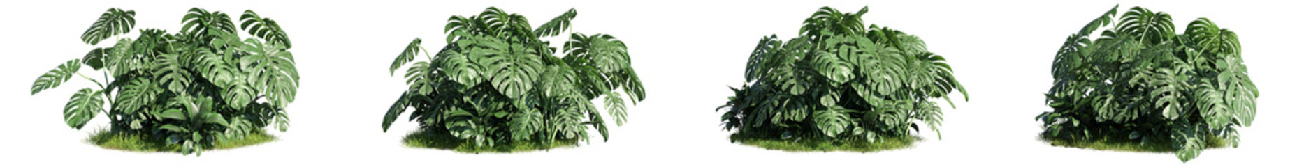 set of monstera plants, 3D rendering with a transparent background, for digital composition, illustration, architecture visualization