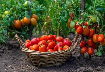 harvest of tomatoes in the garden. Selective focus.
