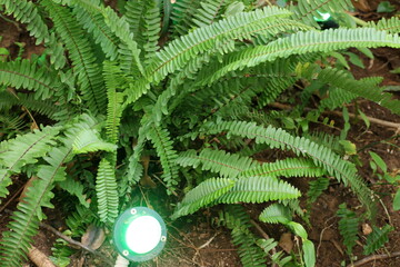 Lamp - lantern for illuminating the area at night.