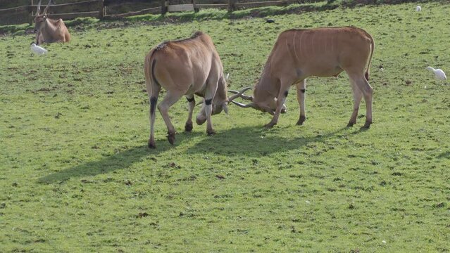 antilopes eland los antilopes mas grandes jugando