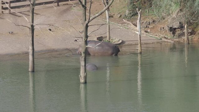 hipopótamos bañándose en una charca 