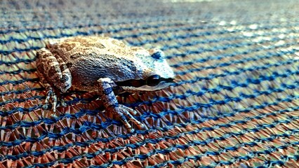 frog camouflage 