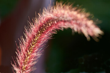 Federborstengras Blüte im goldenen Sonnenlicht-Pennisetum setaceum rubrum