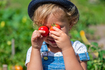 A child is harvesting tomatoes in the garden. Selective focus.