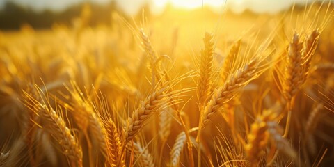 A vibrant field of ripe wheat with the sun shining in the background. Suitable for agricultural themes and natural landscapes