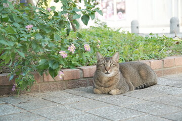 野良ねこ