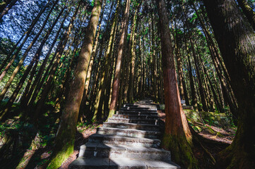 Enchanting Stone Staircase along the Alishan Nature Trail in the Alishan National Scenic Area, a captivating mountain resort and nature reserve nestled in Alishan Township, Chiayi County, Taiwa
