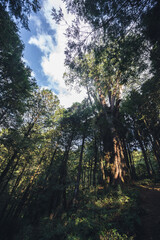 Fototapeta premium Discover the majestic Shuishan Giant Tree along the enchanting nature trail of Alishan National Forest Park. Immerse yourself in the breathtaking beauty of the Alishan National Forest Recreation Area.