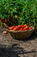 harvest of tomatoes in the garden. Selective focus.