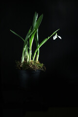 Galanthus flower in a low key isolated