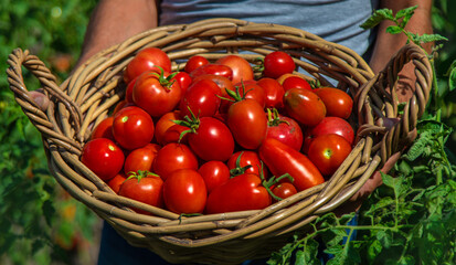 A farmer harvests tomatoes in the garden. Selective focus.