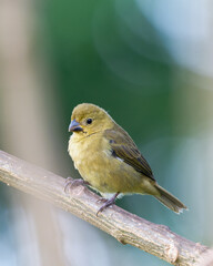 Female Variable Seedeater (Sporophila corvina) on a branch.
