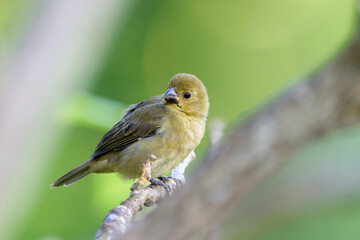 Female Variable Seedeater (Sporophila corvina) on a branch.
