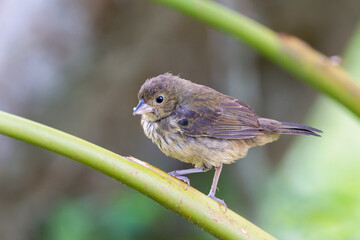 Blue-black Grassquit (Volatinia jacarina)perched looking at camera.