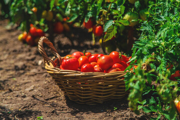 harvest of tomatoes in the garden. Selective focus.