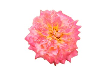 pink rose on a white background