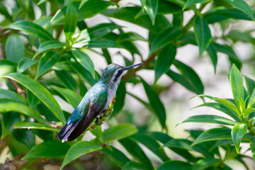 Garden Emerald (Chlorostilbon assimilis) resting on a small branch with green leaves on the background.