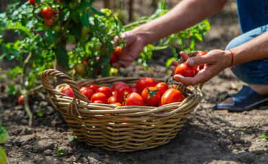 A farmer harvests tomatoes in the garden. Selective focus.