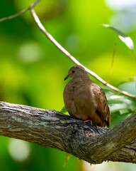 Plain-breasted Ground Dove (Columbina minuta) resting on a tree branch.