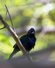Blue-black Grassquit (Volatinia jacarina)perched on a branch with fluffed feathers.