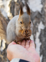 A squirrel in the autumn eats nuts from a human hand. Eurasian red squirrel, Sciurus vulgaris