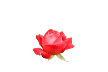 red rose on a white background
