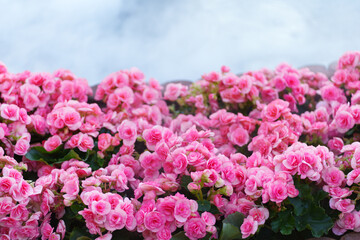 pink flowers in the garden