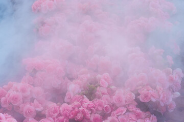 pink flowers in the misty garden