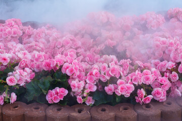 pink flowers in a garden