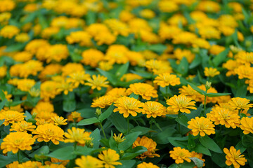 yellow flowers background