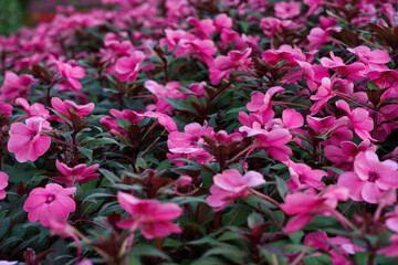 New Guinea Impatiens