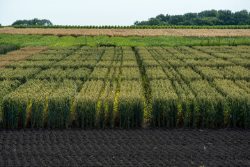 sectors of cereal species, plowed land, wheat varieties