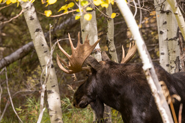 Bull Moose in Autumn in Grand Teton National Park Wyoming