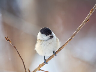 Cute bird the willow tit, song bird sitting on a branch without leaves in the winter.