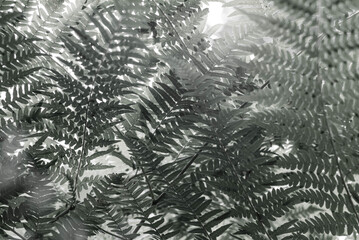 Blurred black and white image of fern leaves.