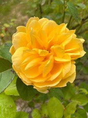 Rose jaune