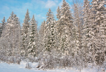 Winter landscape with snow-covered forest