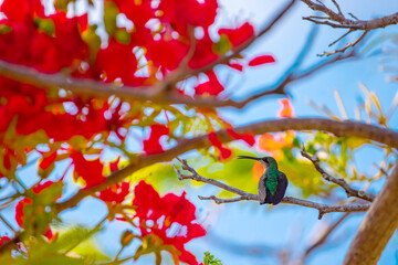 Hummingbird flying to pick up nectar from a beautiful flowers near palm trees in tropical garden - 725800919
