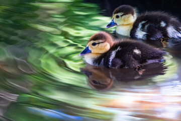 Small little yellow ducks floating in a forest lake, cute ducklings swimming in water with reflection - 725800943
